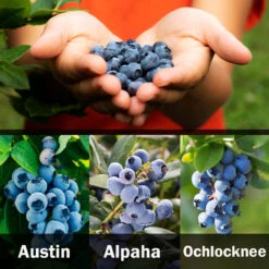 3-in-1 Blueberry Bush (Southern Highbush) -Evergreen Trees Sales Store 3 up Southern 2 Austin