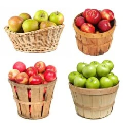 Evergreen Trees Sales Store 18 4-in-1 Apple Tree