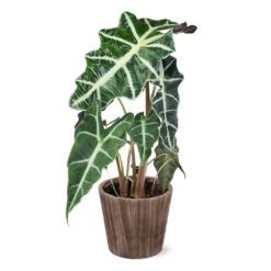 Alocasia Polly With Decorative Pot -Evergreen Trees Sales Store 5IN Brown Wilson with Alocasia Poly e43f88d9 a535 43db b620 678cc676ce45