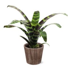 Zebra Plant In Decorative Pot -Evergreen Trees Sales Store 5IN Brown Wilson with Splinriet Bromeliad b0b5d4a4 c8f2 40fe b317 71eca7afa132