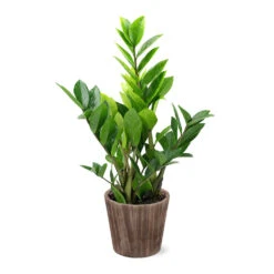 5-Inch ZZ Plant In Decorative Pot -Evergreen Trees Sales Store 5IN Brown Wilson with ZZ d9618b4a 610c 4db9 824b 52b4d125a693