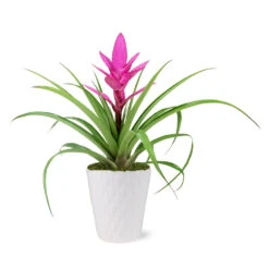 5-Inch Bromeliad In Decorative Pot -Evergreen Trees Sales Store 5IN Evi Pink Antonio Bromeliad with Moss Topping 1