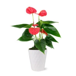 Pink Anthurium -Evergreen Trees Sales Store 5IN Evi Sweet Dream Pink Anthurium with Moss Topping