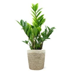 5-Inch ZZ Plant In Decorative Pot -Evergreen Trees Sales Store 5IN Jute with ZZ 1a07c7a6 5ad0 44c5 b0da 41fcc0b7d538