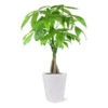 Money Tree In White Pot