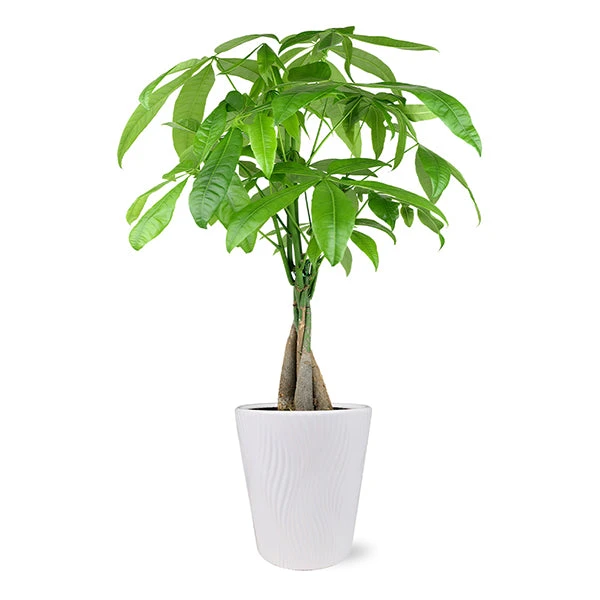 Money Tree In White Pot 1 Money Tree In White Pot