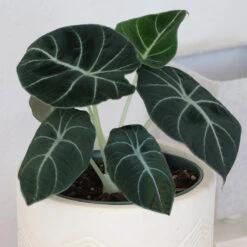 Alocasia Black Velvet -Evergreen Trees Sales Store ALocasia Black Velvet 7