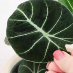 Alocasia Black Velvet -Evergreen Trees Sales Store ALocasia Black Velvet FGT 5