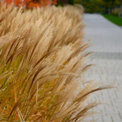 Adagio Maiden Grass -Evergreen Trees Sales Store Adagio Madien Grass 7 FGT