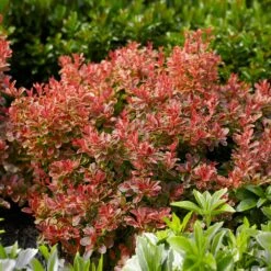Admiration Barberry Shrub 6 Admiration Barberry Shrub -Evergreen Trees Sales Store Admiration Barberry 1