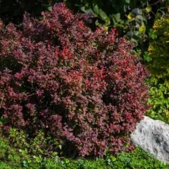Admiration Barberry Shrub 7 Admiration Barberry Shrub -Evergreen Trees Sales Store Admiration Barberry 2