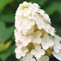 Alice Oakleaf Hydrangea -Evergreen Trees Sales Store Alice Oakleaf Hydrangea 2