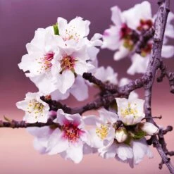All-in-One Almond Tree -Evergreen Trees Sales Store All in One Almond 3 213f37af fac9 49c5 8a19 0aa42ca679e9
