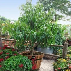 Alphonso Mango -Evergreen Trees Sales Store Alphonso Mango 1 FGT