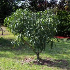 Alphonso Mango -Evergreen Trees Sales Store Alphonso Mango 6 FGT