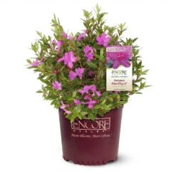 Autumn Amethyst® Encore® Azalea -Evergreen Trees Sales Store Amathyst Encore Azalea 1