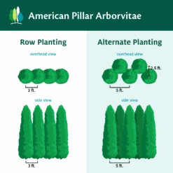 Full Speed A Hedge® American Pillar Arborvitae -Evergreen Trees Sales Store AmericanPillarArborvitae