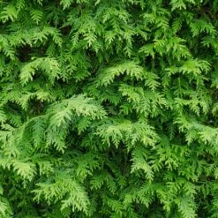 American Arborvitae -Evergreen Trees Sales Store American Arborvitae