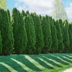 American Arborvitae -Evergreen Trees Sales Store American Arborvitae 2 FGT