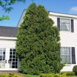 American Arborvitae -Evergreen Trees Sales Store American Arborvitae 6