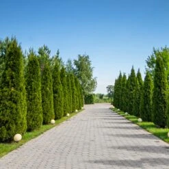 American Arborvitae -Evergreen Trees Sales Store American Arborvitae 8 FGT