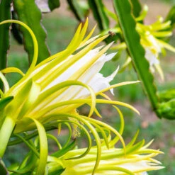 American Beauty Dragon Fruit -Evergreen Trees Sales Store American Beauty Dragon Friuit 3