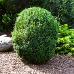American Boxwood Shrub -Evergreen Trees Sales Store American Boxwood 1 FGT