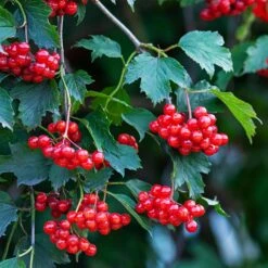 American Cranberry -Evergreen Trees Sales Store American Cranberry 1 FGT