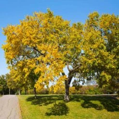 American Elm Tree 9 American Elm Tree -Evergreen Trees Sales Store American Elm Tree 1