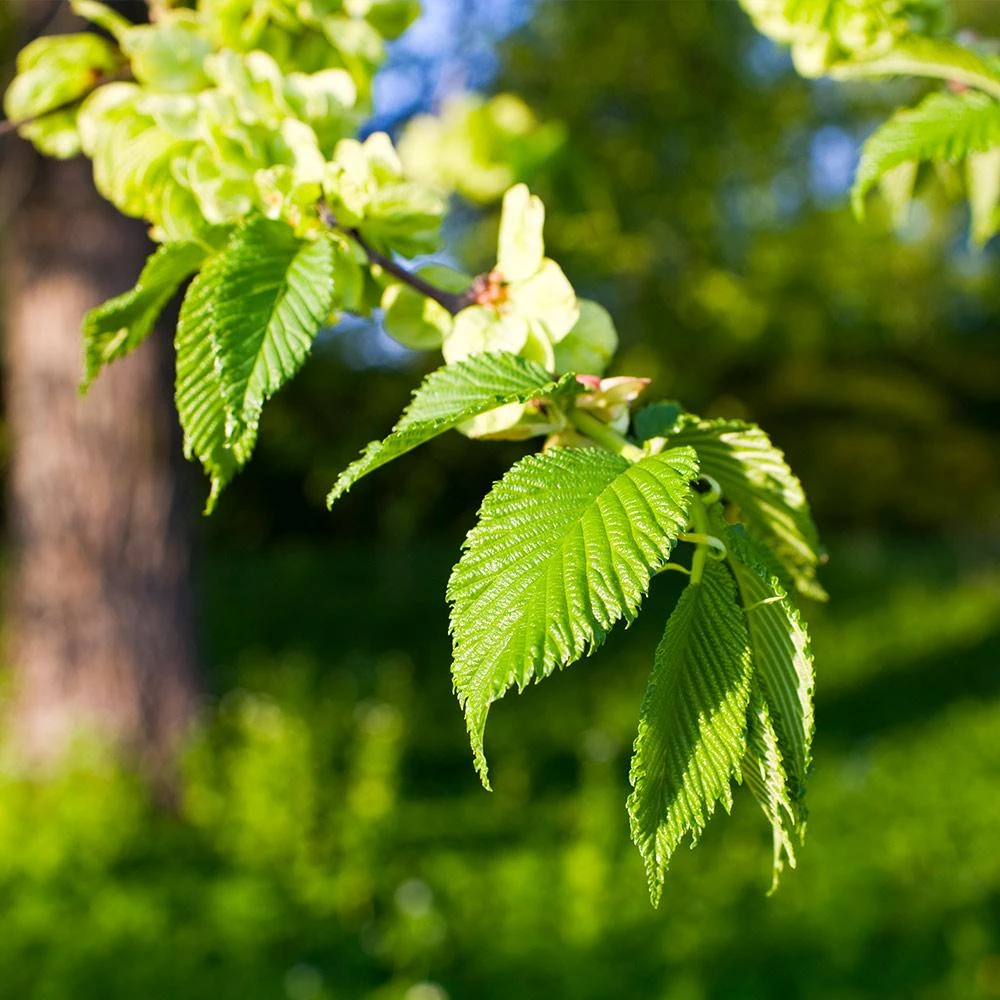 American Elm Tree 5 American Elm Tree - Image 5