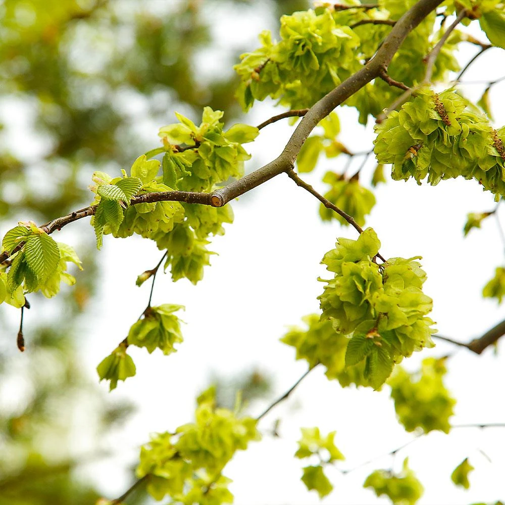 American Elm Tree 6 American Elm Tree - Image 6