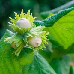 American Hazelnut Filbert -Evergreen Trees Sales Store American Hazelnut 5 FGT