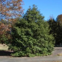 Greenleaf American Holly Shrub -Evergreen Trees Sales Store American Holly Greenleaf 1 FGT