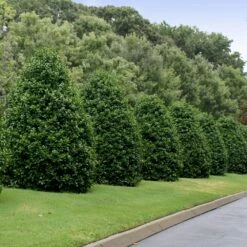 Greenleaf American Holly Shrub -Evergreen Trees Sales Store American Holly Greenleaf 4