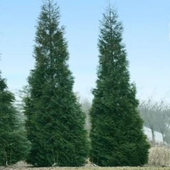 Full Speed A Hedge® American Pillar Arborvitae -Evergreen Trees Sales Store American Pillar Arborvitae 1