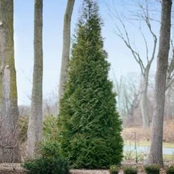 Full Speed A Hedge® American Pillar Arborvitae -Evergreen Trees Sales Store American Pillar Arborvitae 2