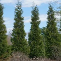 Full Speed A Hedge® American Pillar Arborvitae -Evergreen Trees Sales Store American Pillar Arborvitae 3