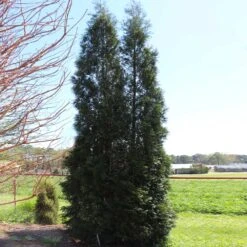 Full Speed A Hedge® American Pillar Arborvitae -Evergreen Trees Sales Store American Pillar Arborvitae 5 FGT