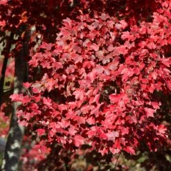 American Red Maple Tree -Evergreen Trees Sales Store American Red Maple