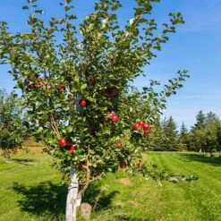 Anna Apple Tree -Evergreen Trees Sales Store Anna Apple 5 18fd1efa 6104 495b b124 94041e7fae48