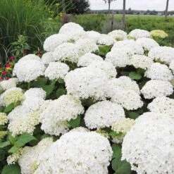 Annabelle Hydrangea Shrub -Evergreen Trees Sales Store Annabelle Hydrangea 1 FGT