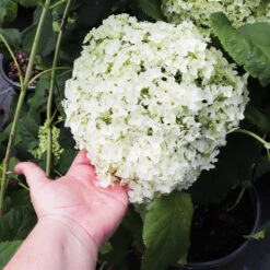 Annabelle Hydrangea Shrub -Evergreen Trees Sales Store Annabelle Hydrangea 3