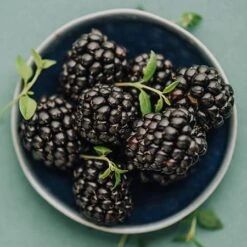 Apache Blackberry - USDA Organic 7 Apache Blackberry - USDA Organic -Evergreen Trees Sales Store Apache Blackberry 450 D2 0178c099 4324 413f a424 048cda519a64