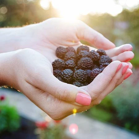 Apache Blackberry - USDA Organic 2 Apache Blackberry - USDA Organic - Image 2