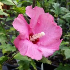 Aphrodite Rose Of Sharon Althea Shrub 6 Aphrodite Rose Of Sharon Althea Shrub -Evergreen Trees Sales Store Aphrodite Rose of Sharon 1