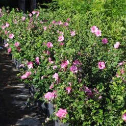 Aphrodite Rose Of Sharon Althea Shrub 7 Aphrodite Rose Of Sharon Althea Shrub -Evergreen Trees Sales Store Aphrodite Rose of Sharon 6 FGT