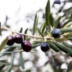 Arbequina Olive Tree - USDA Organic -Evergreen Trees Sales Store Arbequina Olive 2 FGT 59db1ad0 ae94 44e8 a3fd ed29b67f0ba4
