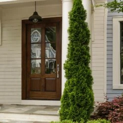 Degroot's Spire Thuja Arborvitae Tree -Evergreen Trees Sales Store Arborvitae degroots Spire 3