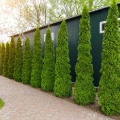 Degroot's Spire Thuja Arborvitae Tree -Evergreen Trees Sales Store Arborvitae degroots Spire 6 FGT