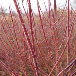 Arctic Fire® Red Twig Dogwood -Evergreen Trees Sales Store Arctic Fire Twig Dogwood 3